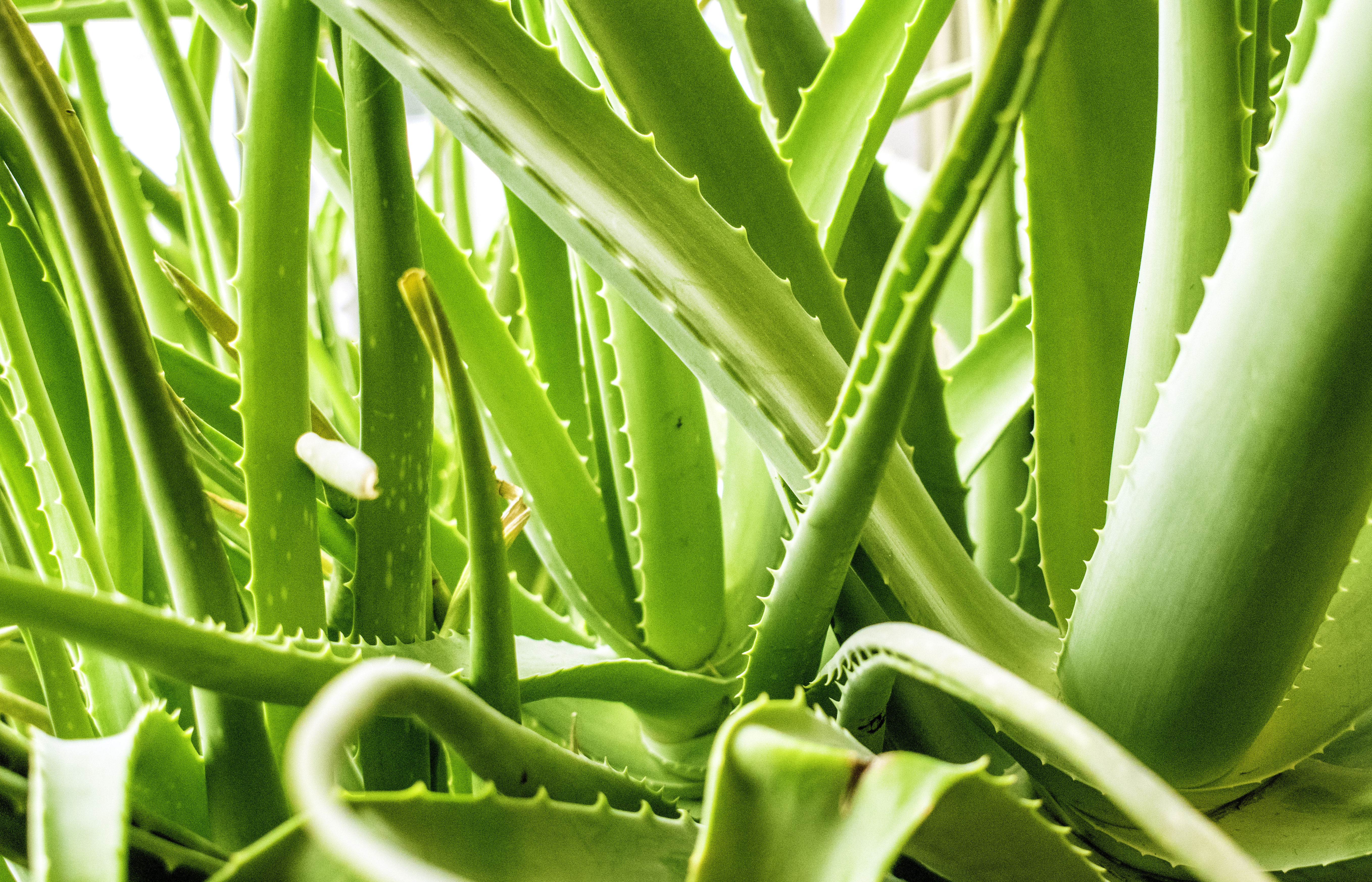 Détail végétal du salon